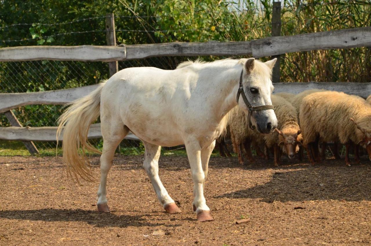 Antal-tavi Fogadó és Horgászparadicsom Szentes Esterno foto